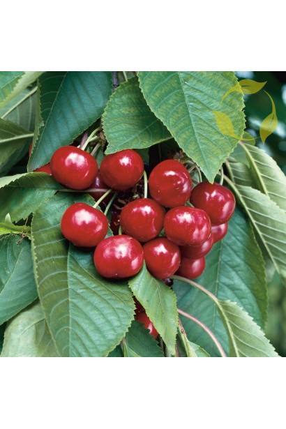 Великі блискучі плоди черешні Світ Черрі крупним планом